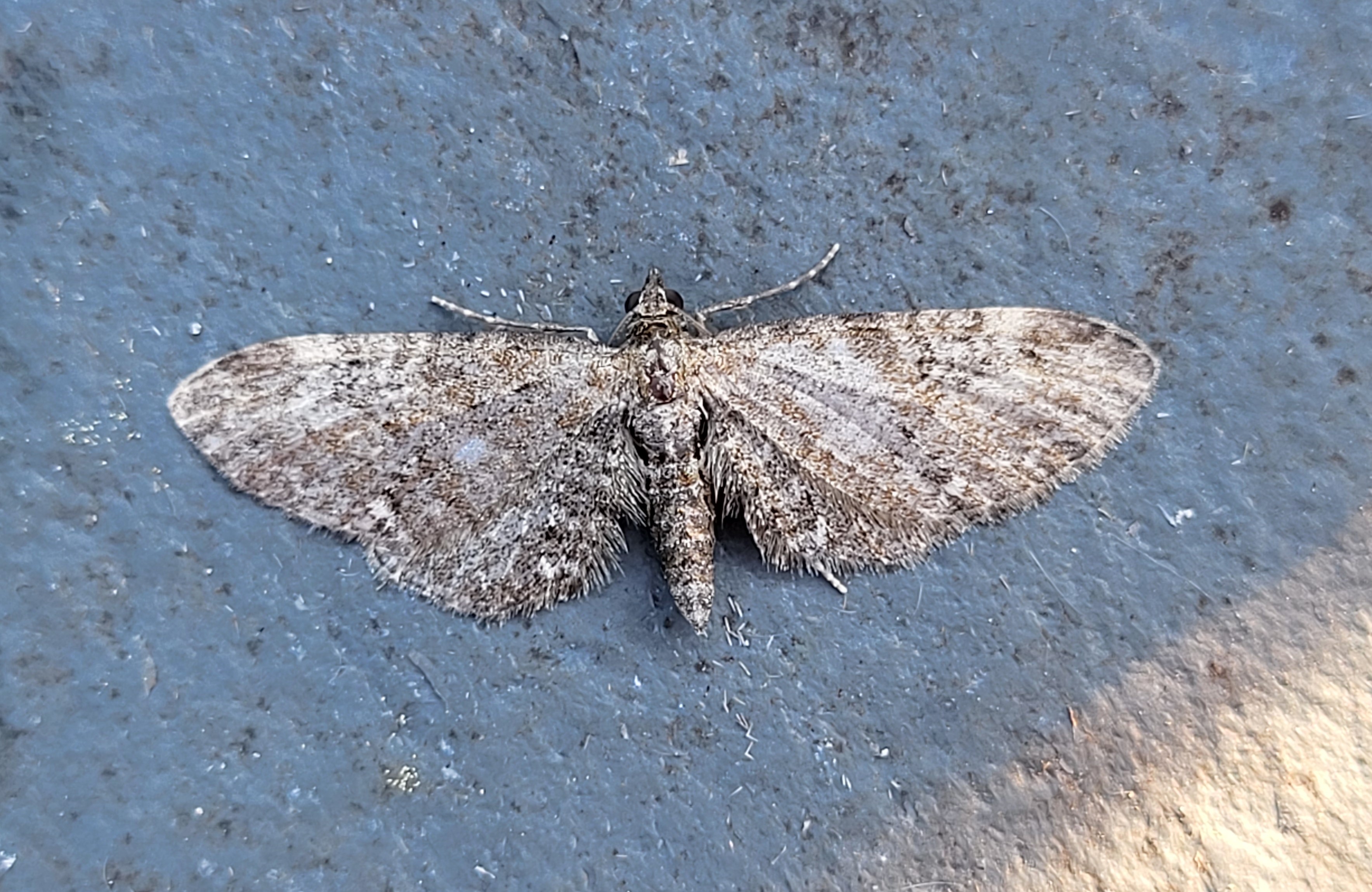 Photo of Brindled Pug (Eupithecia abbreviata)